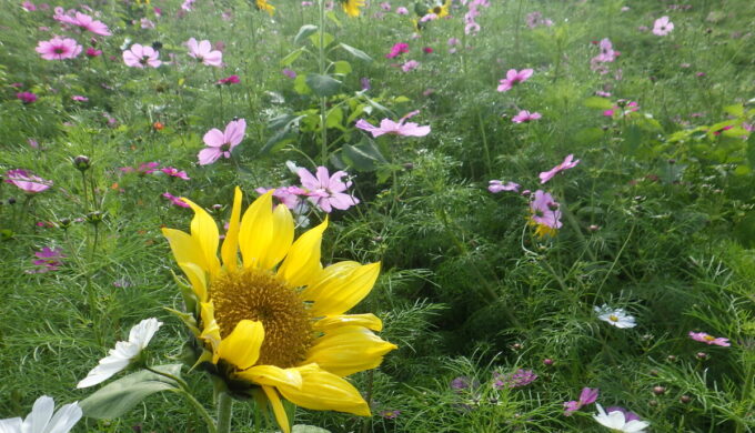 仏師川ひまわり畑