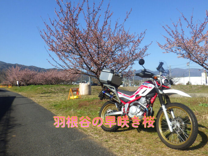 羽根谷の早咲き桜