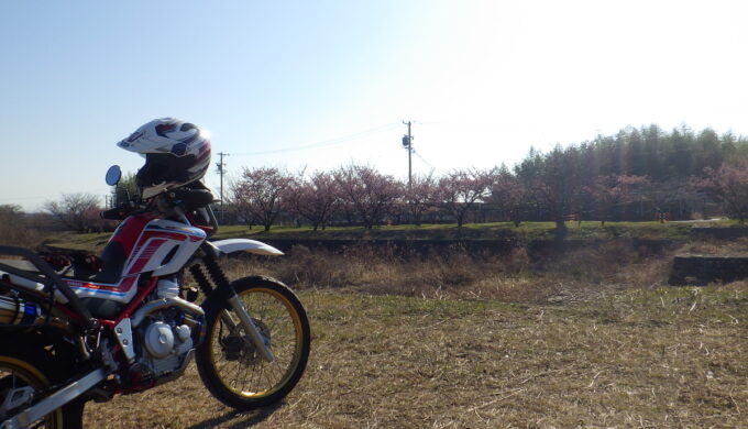 羽根谷の早咲き桜