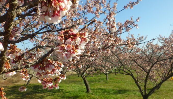羽根谷の早咲き桜
