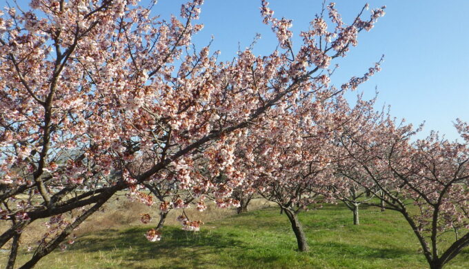 羽根谷の早咲き桜