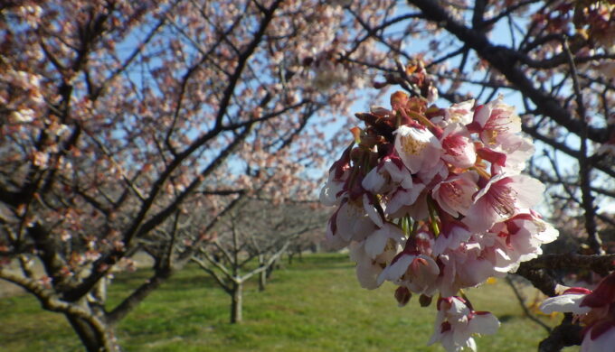羽根谷の早咲き桜