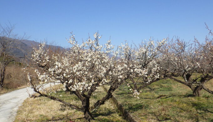 南濃梅園