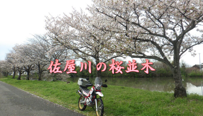 佐屋川の桜並木（愛知県蟹江町）人知れず咲き誇る桜並木