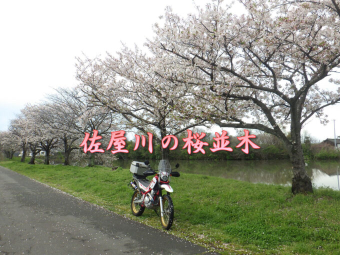 佐屋川の桜並木（愛知県蟹江町）人知れず咲き誇る桜並木