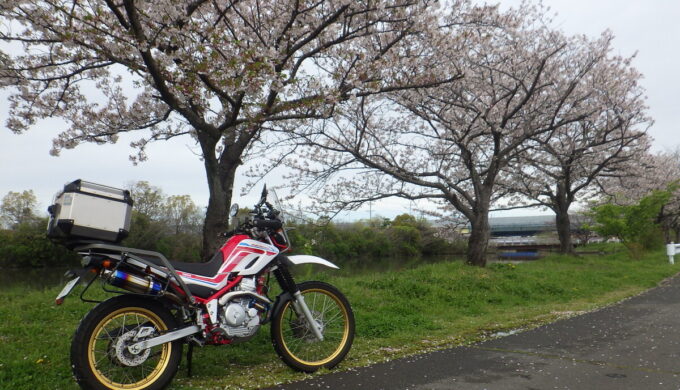 佐屋川の桜並木