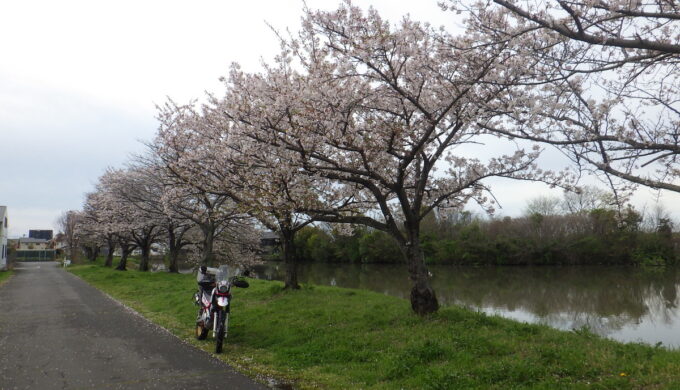 佐屋川の桜並木