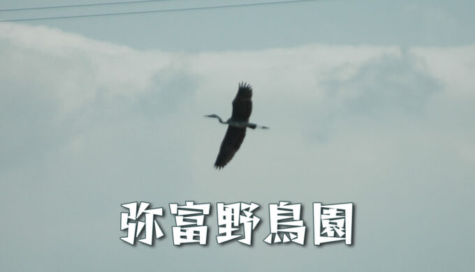 弥富野鳥園（弥富市）自然の息づかいを感じながら、ゆったりと野鳥観察を楽しめる場所