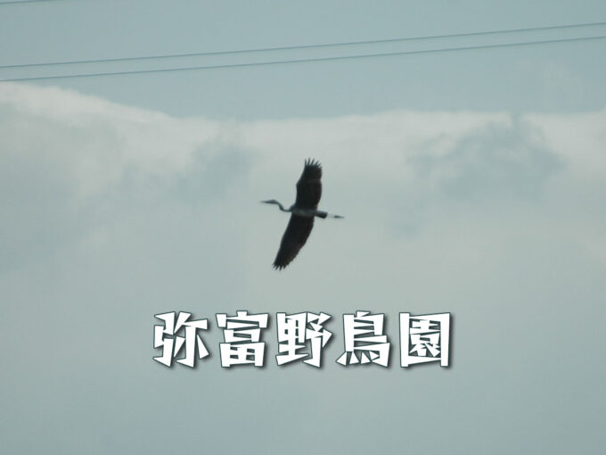 弥富野鳥園（弥富市）自然の息づかいを感じながら、ゆったりと野鳥観察を楽しめる場所