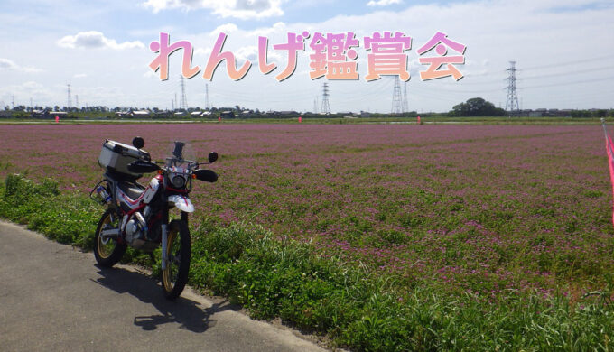 れんげ鑑賞会（三重県桑名市）と、いなべ市役所のネモフィラ畑（三重県いなべ市）