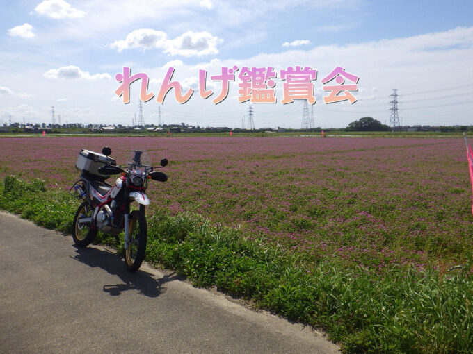れんげ鑑賞会（三重県桑名市）と、いなべ市役所のネモフィラ畑（三重県いなべ市）