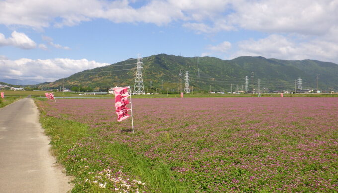 れんげ鑑賞会