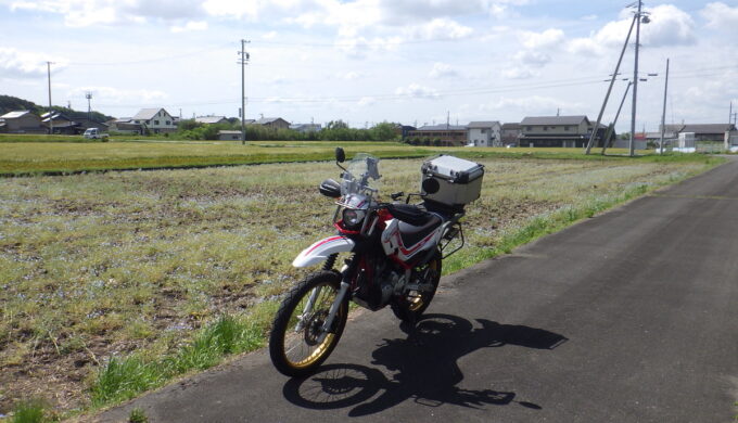 いなべ市役所のネモフィラ畑