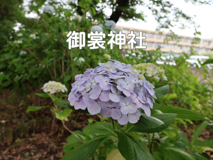 御裳神社（一宮市）気軽に楽しめるあじさいスポット