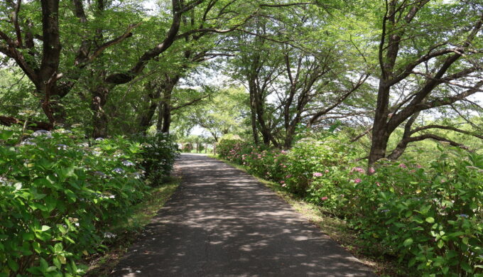 中将姫公園