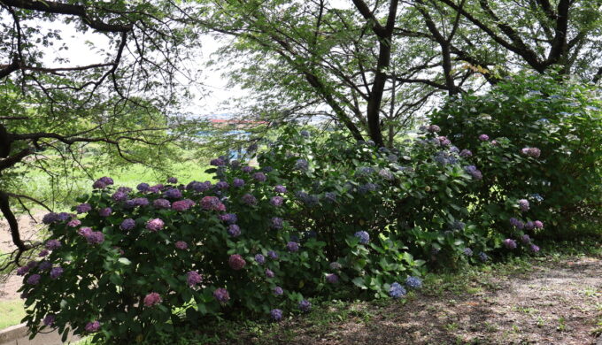 中将姫公園