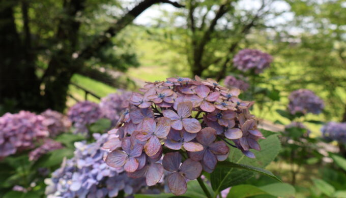 中将姫公園