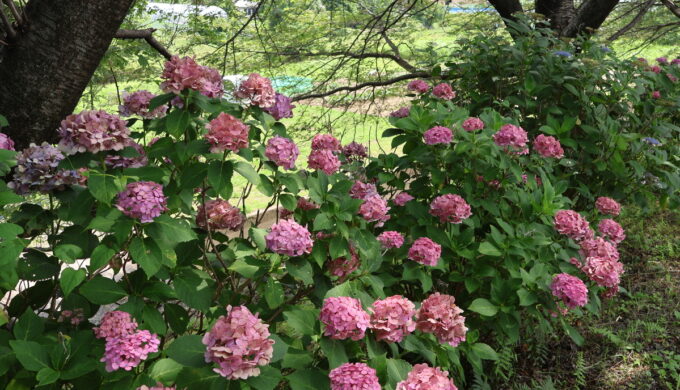 中将姫公園