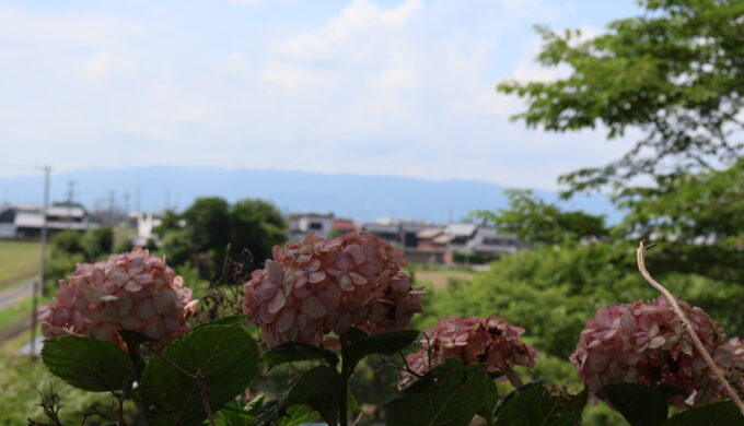 中将姫公園
