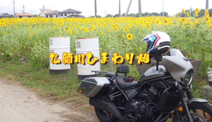 仏師川ひまわり畑（岐阜県海津市）観光客で混雑せず、静かに写真撮影や散策ができる穴場
