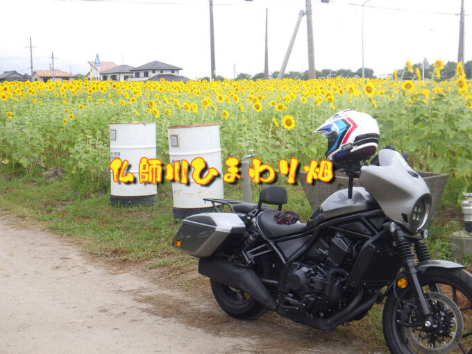 仏師川ひまわり畑（岐阜県海津市）観光客で混雑せず、静かに写真撮影や散策ができる穴場