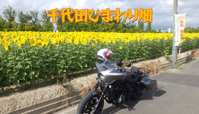 千代田ひまわり畑（稲沢市）写真映え抜群の穴場的スポット