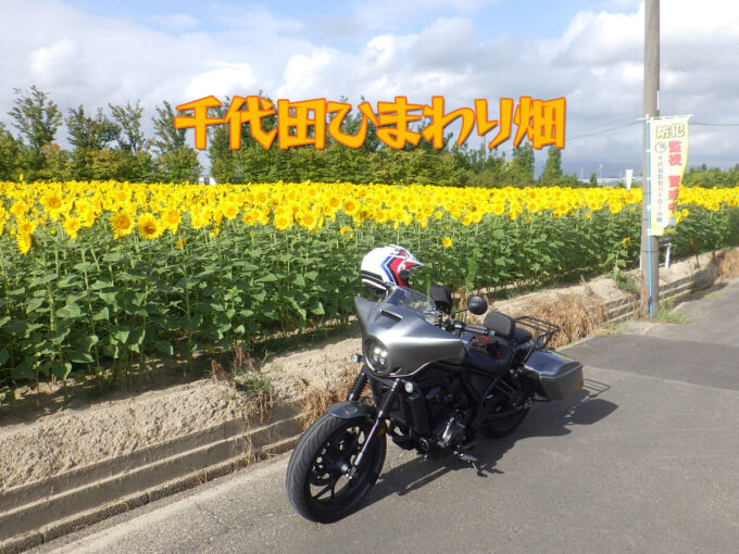 千代田ひまわり畑（稲沢市）写真映え抜群の穴場的スポット