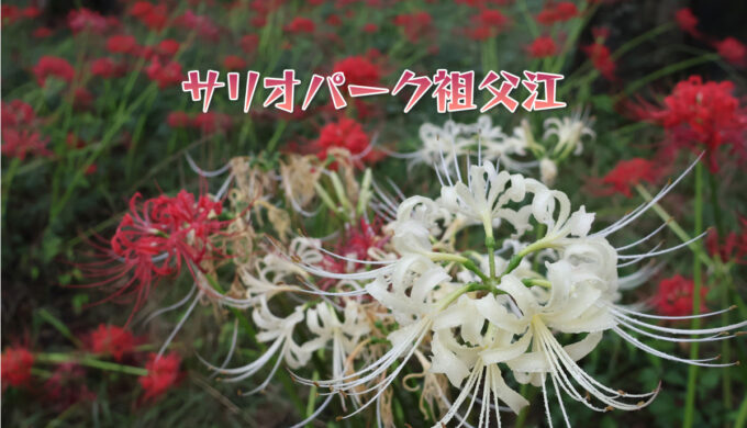 サリオパーク祖父江（稲沢市）：ピークをむかえた彼岸花