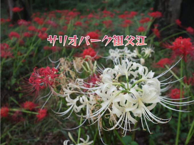 サリオパーク祖父江(稲沢市):ピークをむかえた彼岸花